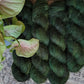 Terrasen - Suri Silk Haze