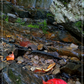 Smoky Mtn NP - 80/20
